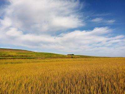Fazenda para Venda, em Cachoeira do Sul, bairro -